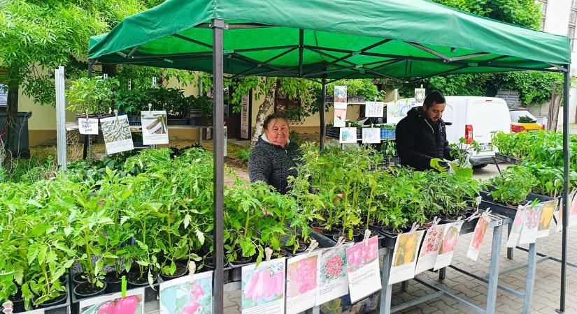 A legnépszerűbbek a paradicsompalánták, egyre több a különlegesség (galéria)