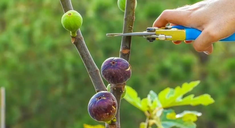 Ezért vágják vissza a profik a felére a fiatal fügefákat