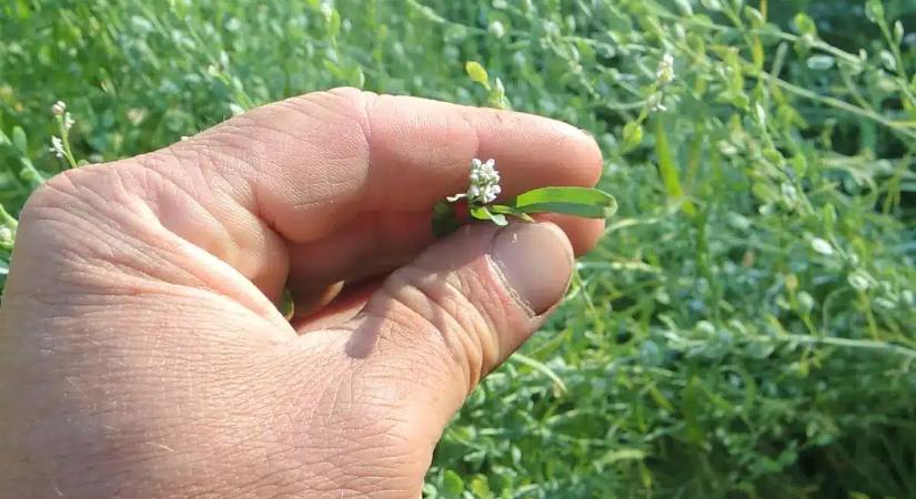 Soha ne húzd ki ezt a gyomot! Íme a csodanövény, ami miatt többet a gyógyszertárba se kell menned