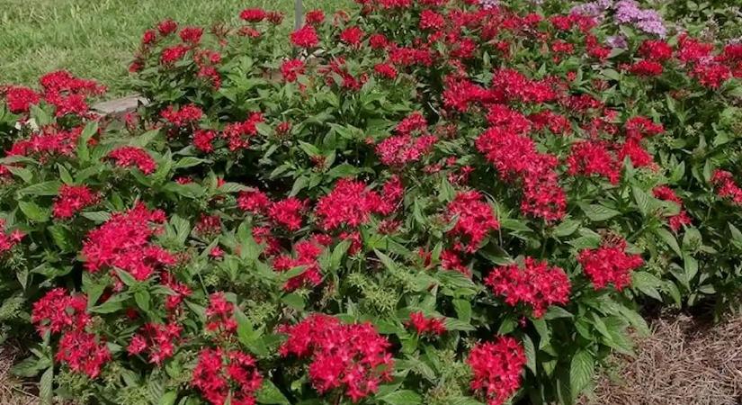 Soha ne vegyél több hortenziát! Ez az afrikai csillagvirág októberig virágba borítja a kertedet