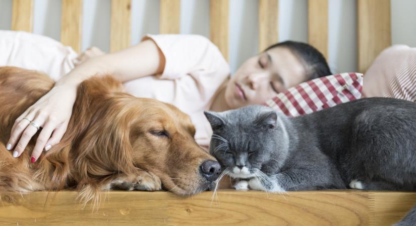 A háziállatok az elmagányosodó társadalmak megmentői