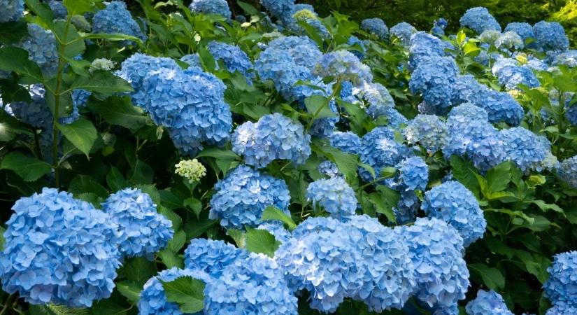 Kék hortenziát szeretnél? Ezzel a konyhai maradékkal könnyedén elérheted