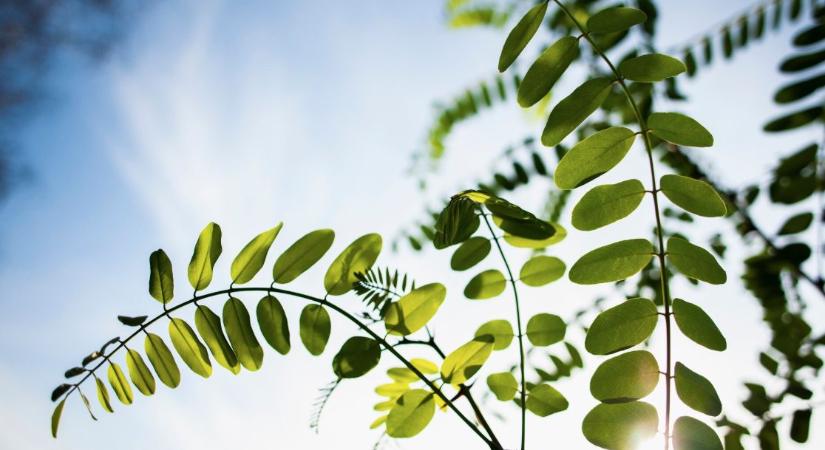 Ég az akácos Téglás és Újfehértó között