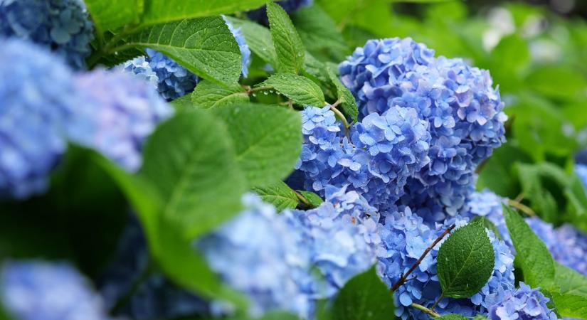 Olcsó, de igazi csoda a virágoknak: Egy trükk, amitől a növények kivirágoznak!