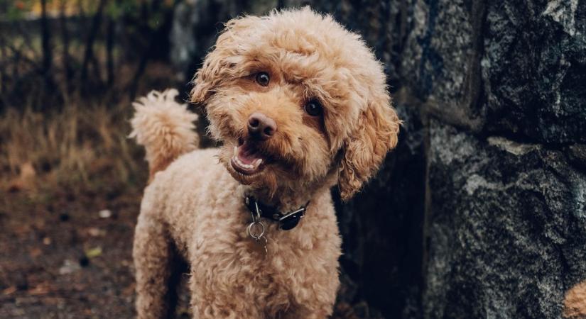 8 kutyafajta, aminek sose hullik a szőre: keveset kell takarítani utánuk