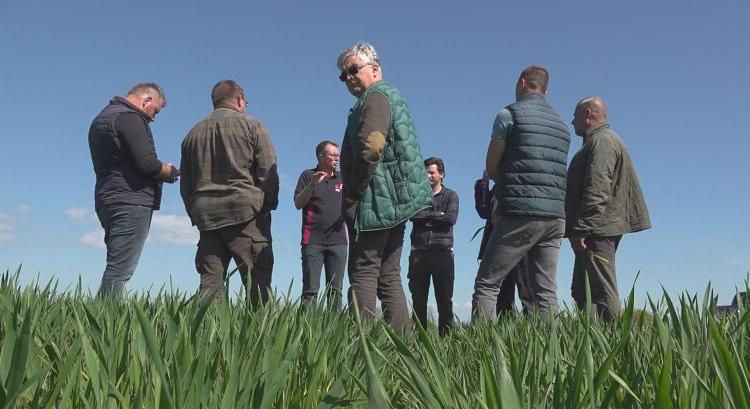 Így becsülhető a termés már most az őszi búzában