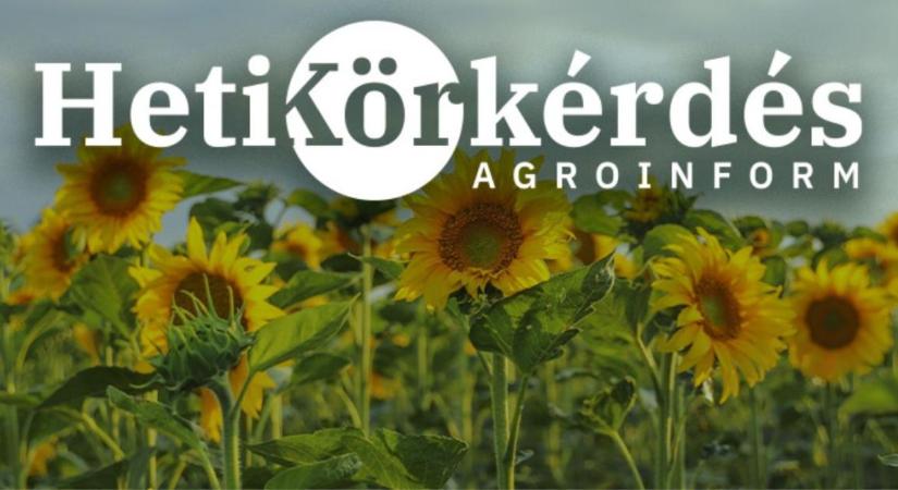 Miért csak a preventív védekezés hatékony napraforgóban? – Heti Körkérdés