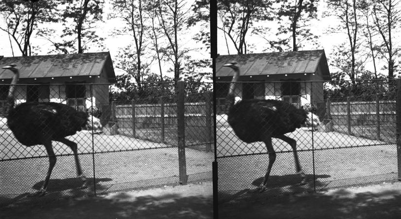 Elszabadult emu támadt rá egy kutyát sétáltató nőre – Videó!