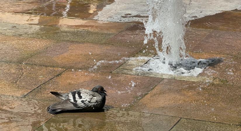 A talaj menti fagyok után 25 fokos maximum is lehet