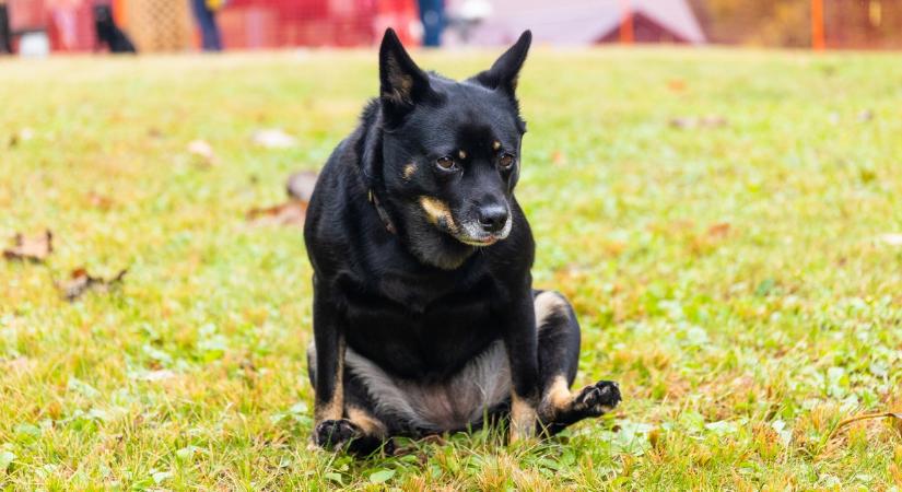 Miért húzza a kutya a fenekét a földön?