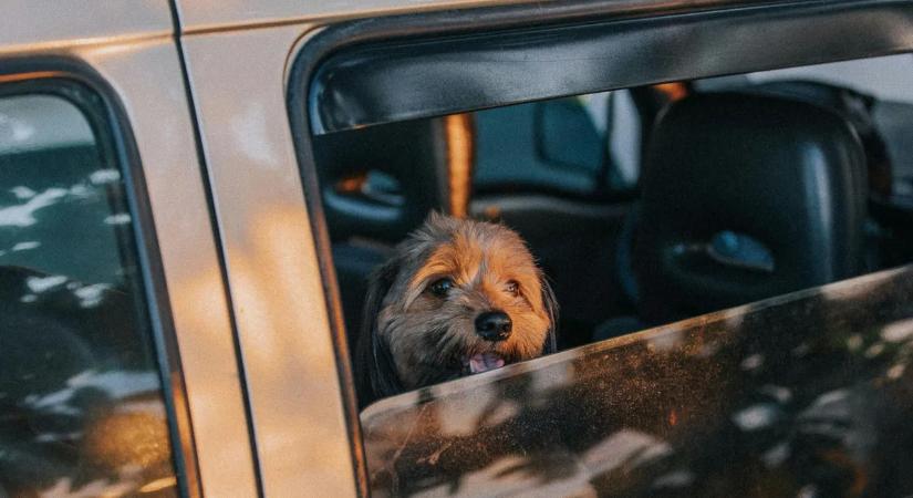 Erről jobb, ha tudsz a nyaralás tervezésekor: szigorúbb szabályokkal utazhatunk házi kedvencekkel az EU-ban