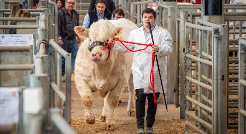 Rekordok dőltek a charolais bikák licitjén: egy autó árát adták a győztesért