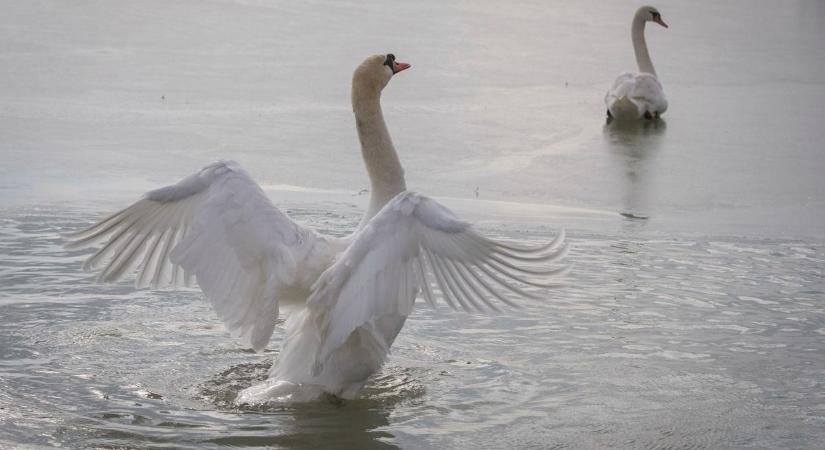 Kegyetlen mészárlás: Egyenesen szíven lőtték Gáspárt, a környék kedvenc hattyúját