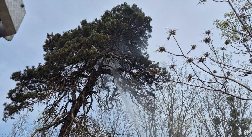 Kerti sütögetés, levélégetés? Egy nap két nagy baj is lett egy bakonyi faluban (helyszíni fotók)