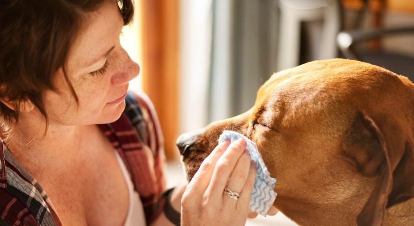 Miért dörzsöli a kutyád az arcát a mancsával? Komoly baj állhat mögötte