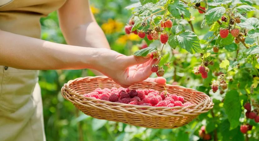 Ezt a hibát kerüld el a tavaszi málnametszéskor, ha gyümölcstől roskadozó bokorra vágysz
