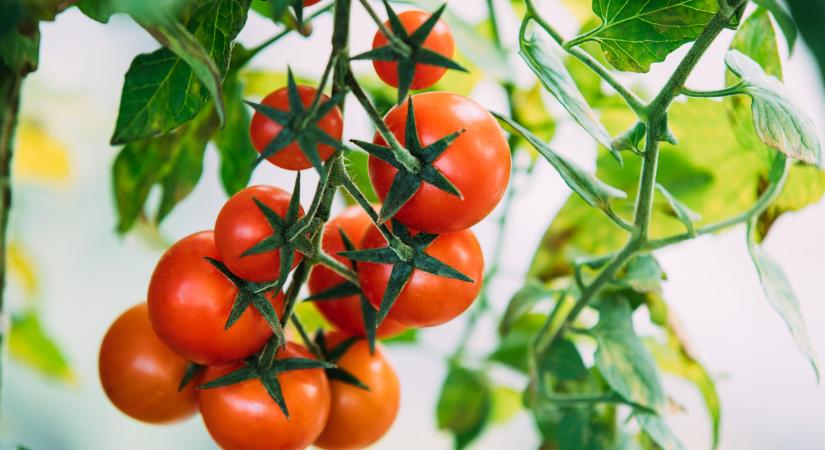 Így lehet dupla annyi a paradicsom termésed – A profik ezt vetik be