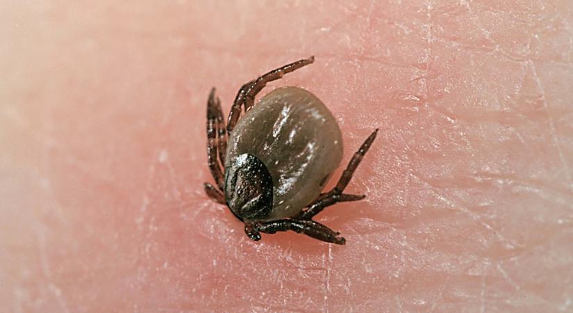 Itt a tavasz, s vele együtt érkeznek a kullancsok is