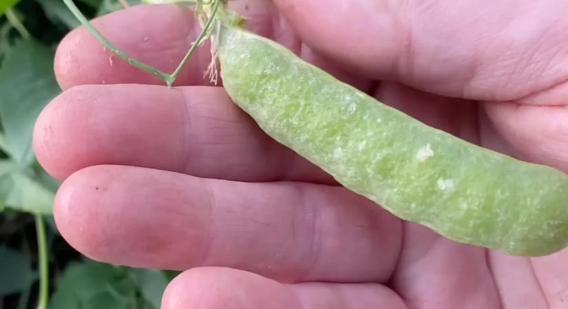 Ez a zsenge zöldborsó titka, a legtöbb hobbikertész elrontja!