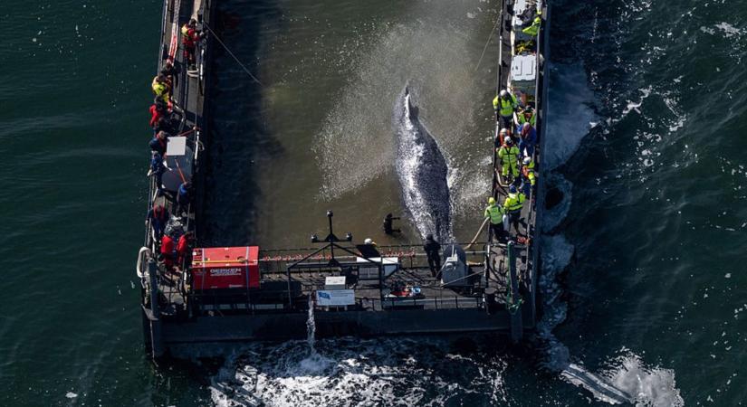 Egy uszályhajó fedélzetén szállítják az Északi-tengerhez a megrekedt bálnát
