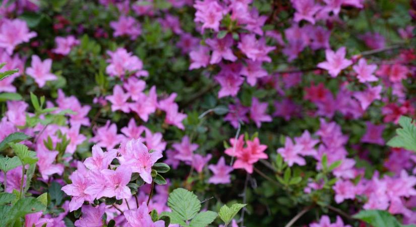 Színekbe borult a Jeli Varázskert: már most lenyűgöző a rododendron-virágzás - fotók!