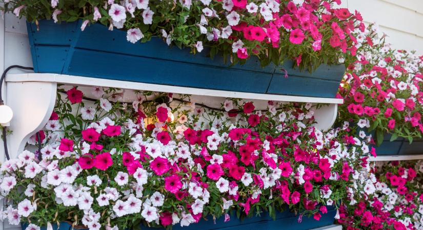 Kertész szomszédom árulta el, mitől nő gyorsabban és virágzik szebben a petúnia