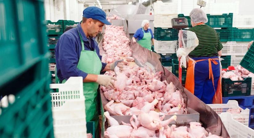 Így söpörheti le Ukrajna a magyar baromfiipart a piacról!