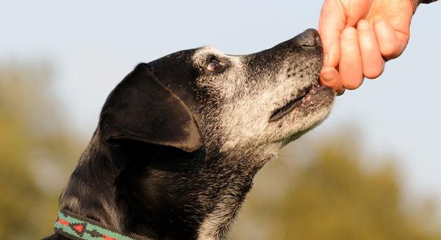 Lépcsőzhet a tacskó? Ezek a mozgások nem ajánlottak a kutyáknak
