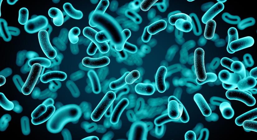Mi az a biofilm?