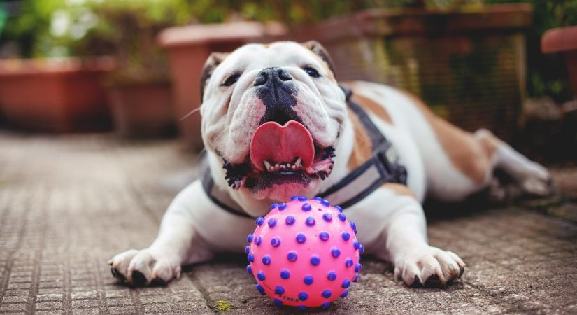 Vigyázz, hamarosan a te kutyád is veszélybe kerül: erre érdemes ügyelned