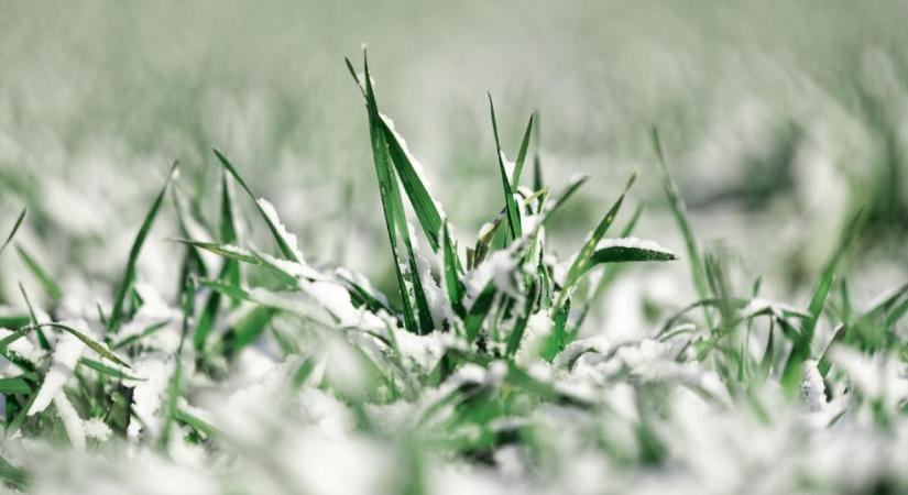 Fagy és havazás Oroszországban - Bírták a növények?