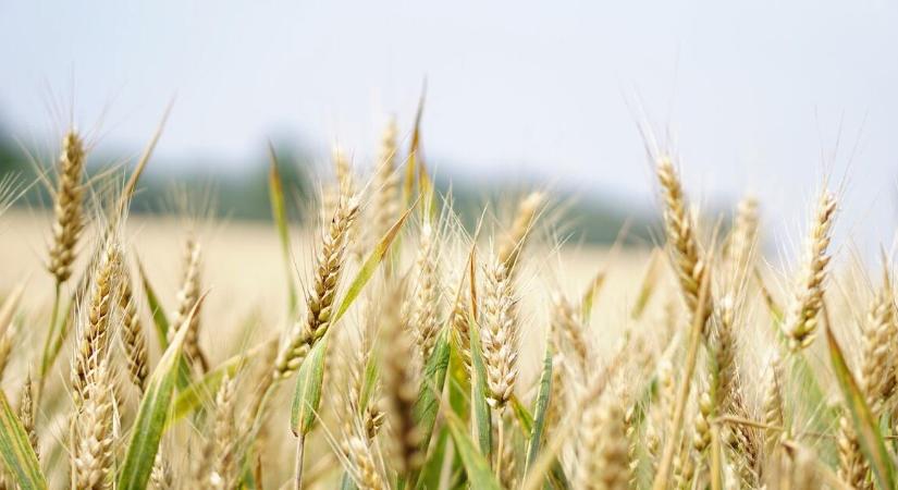 Veszélyes késésben az agrárberuházások