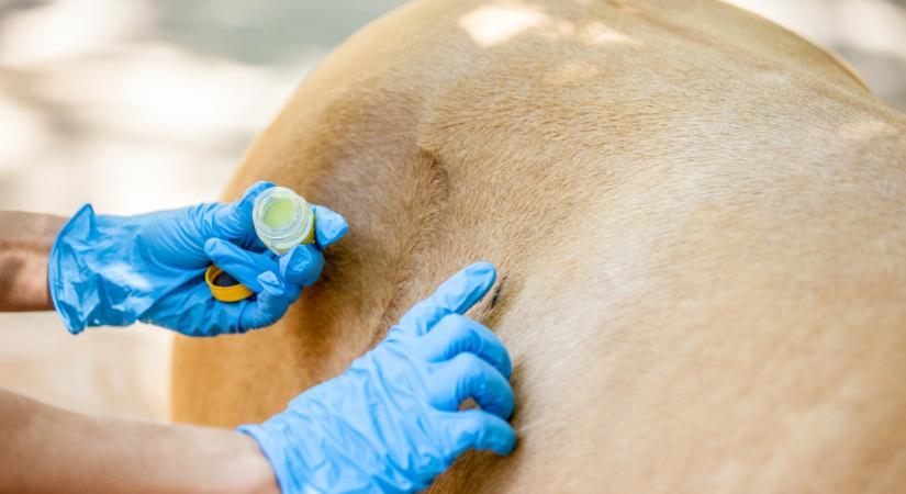 Sok magyar vehetett a tiltott szerből: nem is tudják, milyen veszélyes