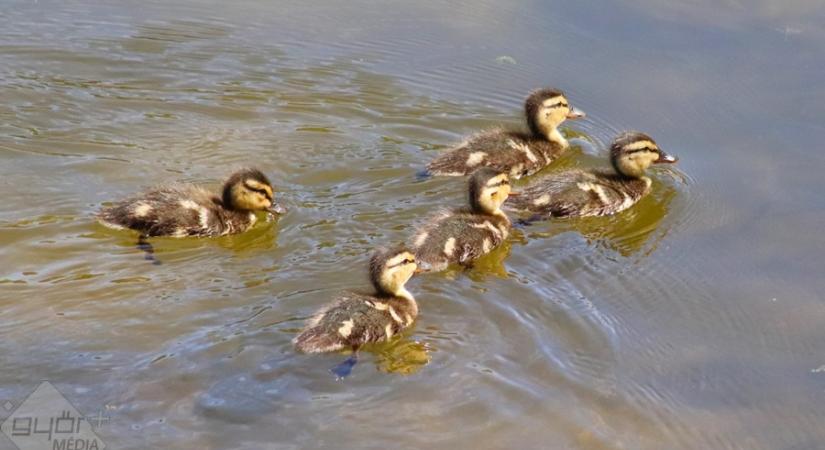 Kiskacsák között úszott a papírzacskó a Szabadhegyi tavon