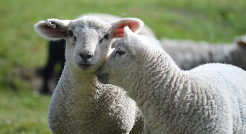 Csökkentek az uniós bárányárak