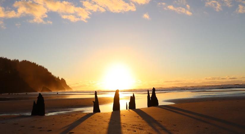 Tomboló viharban bukkant fel az oregoni szellemerdő: az ősi fák csonkjait ritkán látni