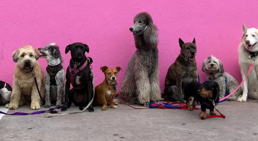 Nem 7-tel kell szorozni – Sok gazdi rosszul tudja, hány éves valójában a kutyája