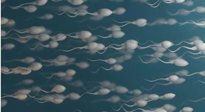 Spermiumverseny indul – brutális összeget lehet nyerni