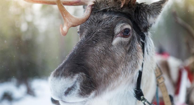 Friss! A Skandináv lottó nyerőszámai a 18. héten, 2026-ban