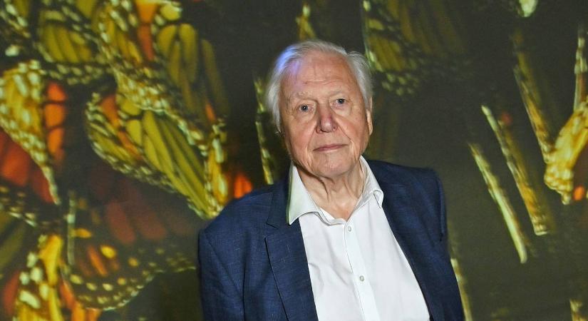 Óriási buli lesz Sir David Attenborough 100. születésnapja, itt vannak a részletek
