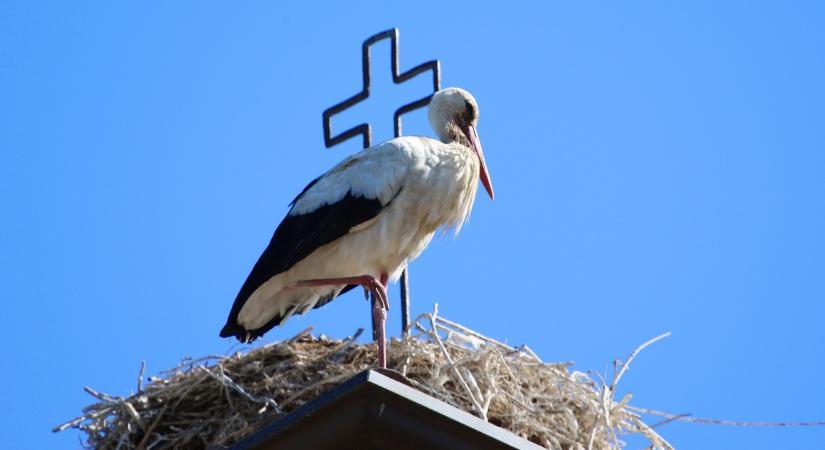 Agresszív gólya tartja rettegésben egy magyar falu lakóit: videón, ahogy egy autóra támad – Szakértő mondta el, mit lehet tenni ilyen helyzetben