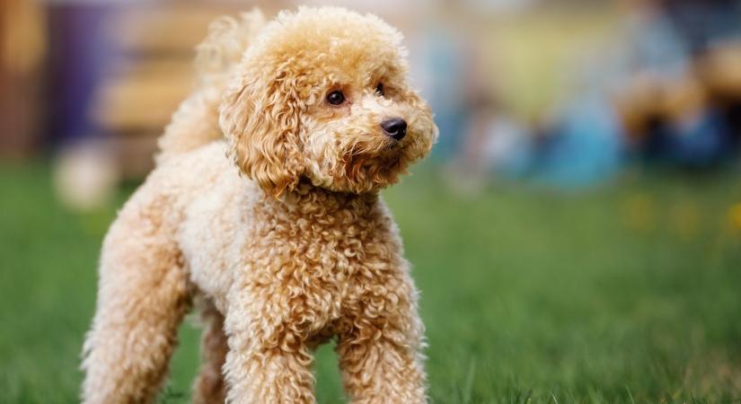 A tökéletes társ: Ilyen kutya illik hozzád a csillagjegyed alapján!