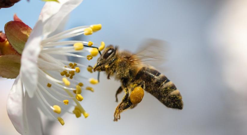 A hajnali ébredéstől a szárnyaló túlóráig: így telik egy méhecske napja