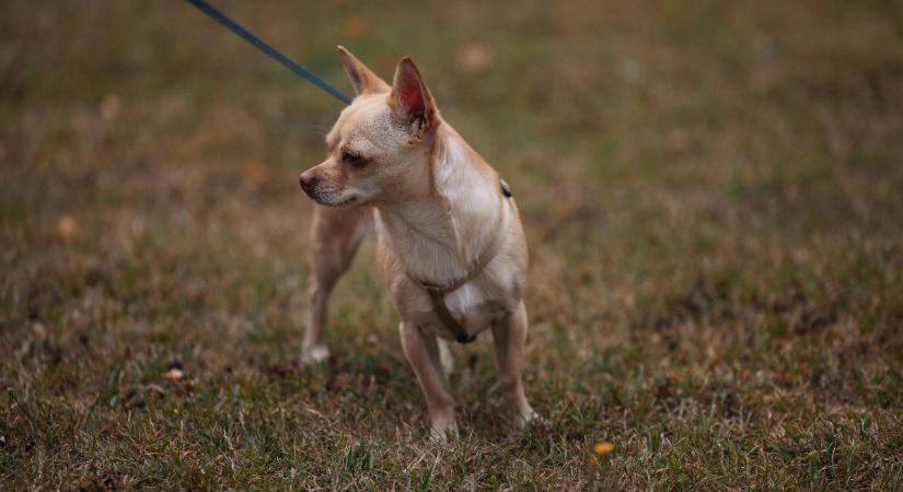 Szívszorító tragédia: több száz kiskutya pusztult el