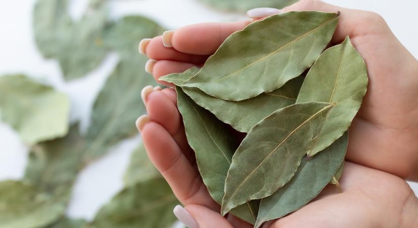 A babérlevél tényleg segítheti az emésztést, de nem úgy, ahogy tudod