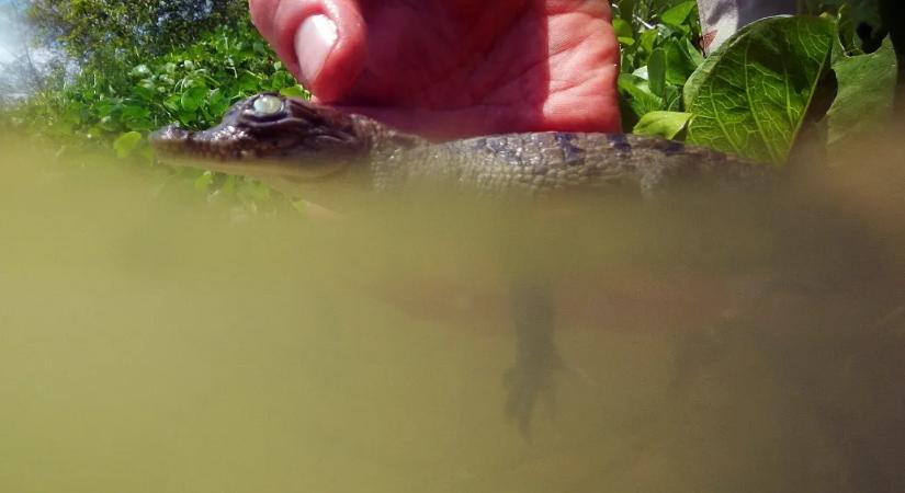 Az amerikai krokodilok odaszoktak egy atomerőműhöz, és részben ez mentette meg őket a kihalástól