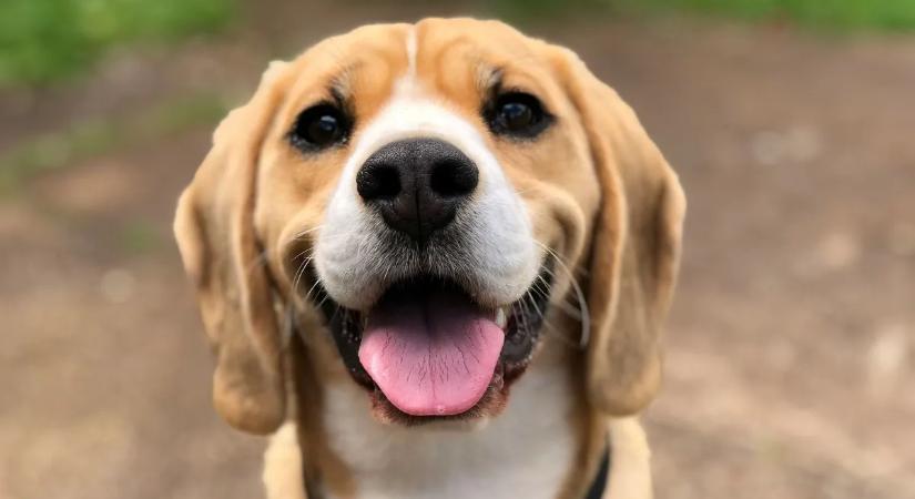 Sokkoló adat: ezt senki nem gondolta volna a kutyák agyáról