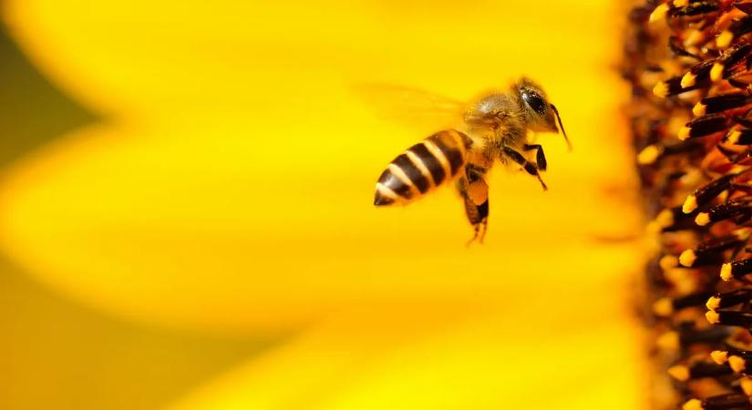 Egy apró élőlény, amely nélkül veszélybe kerül a bolygó – ezért kulcsfontosságú a Méhek Napja