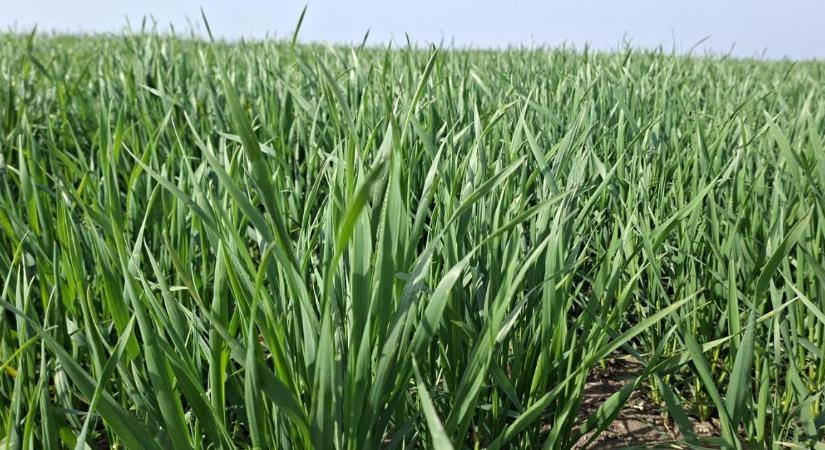 Aszályban érkezik az újabb fagyhullám: mit bírnak még a növények?