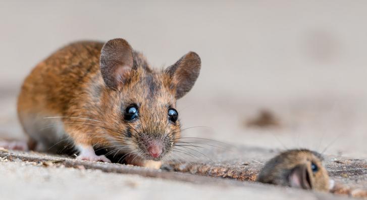 A nap legcukibb jelenete, ahogy egy anyaegér költözteti a családját